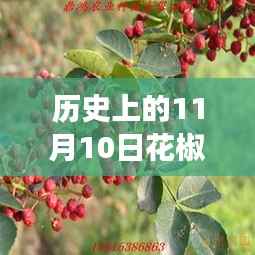 探寻花椒平台发展历程,11月10日版本更新特色回顾与解析