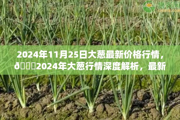 🌟2024年大葱行情深度解析,最新价格动态与市场趋势预测🌟