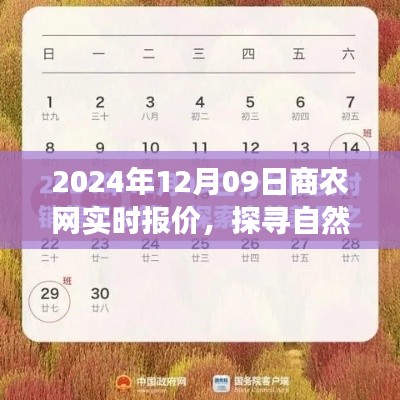 商农网实时报价探寻自然秘境启程心灵之旅（2024年12月09日）