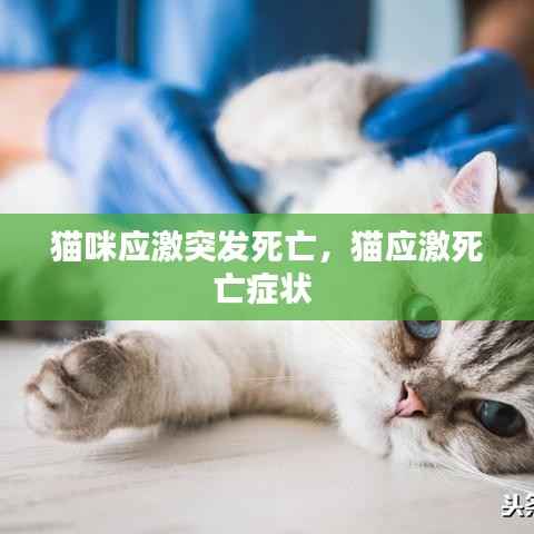 猫咪应激突发死亡,猫应激死亡症状
