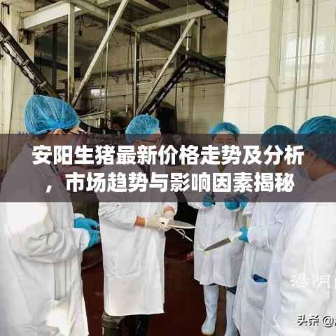 安阳生猪最新价格走势及分析,市场趋势与影响因素揭秘