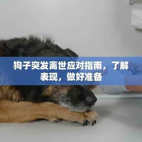 狗子突发离世应对指南，了解表现，做好准备