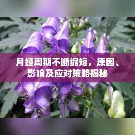 月经周期不断缩短,原因、影响及应对策略揭秘