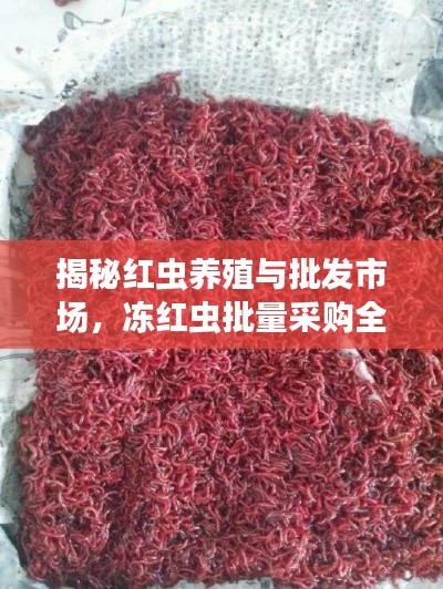 揭秘红虫养殖与批发市场，冻红虫批量采购全攻略！