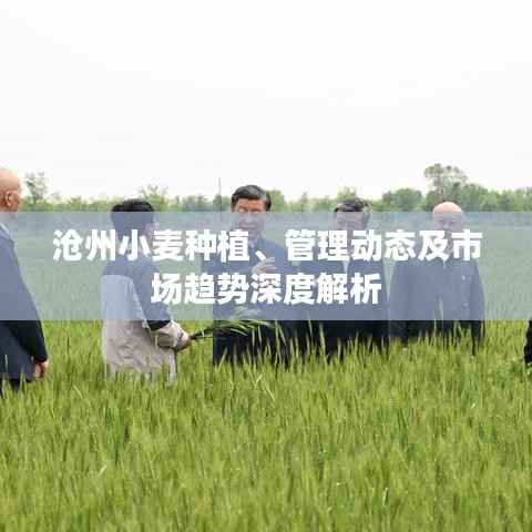沧州小麦种植、管理动态及市场趋势深度解析