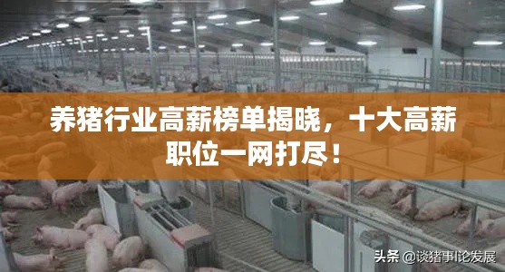 养猪行业高薪榜单揭晓,十大高薪职位一网打尽!