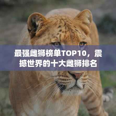 最强雌狮榜单TOP10，震撼世界的十大雌狮排名