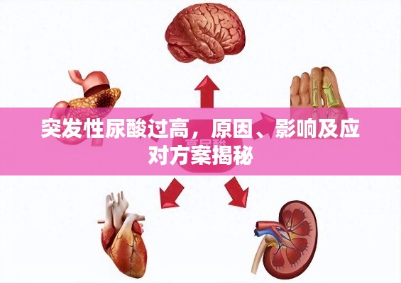 突发性尿酸过高，原因、影响及应对方案揭秘