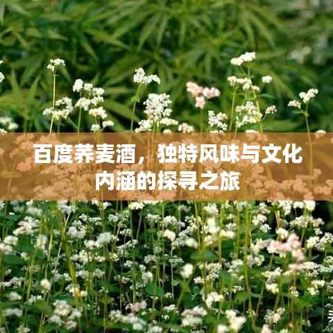 百度荞麦酒，独特风味与文化内涵的探寻之旅
